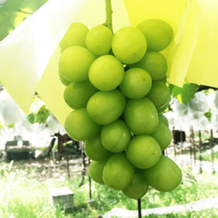 Muscat Grapes (Japan Imported) 1kg